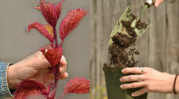 new plants and soil for gardening classes in Buffalo and East Aurora NY