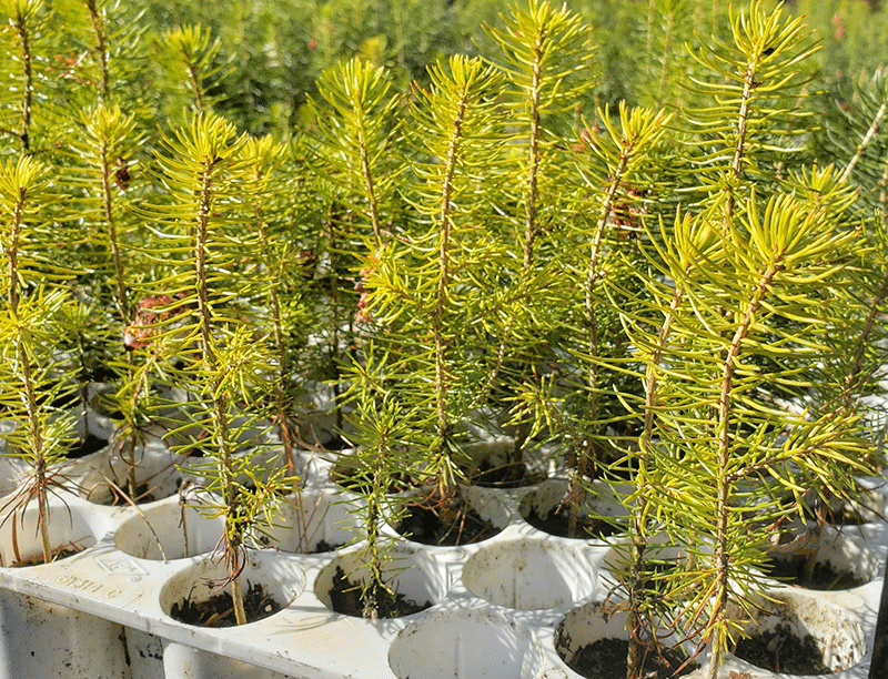 tree seedlings from NYS Department of Environmental Conservation
