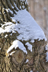 tree trunk with snow and missing a branch in Williamsville NY