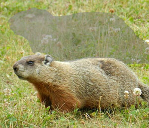 woodchuck and shadow