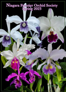 orchid show poster in Buffalo Niagara NY