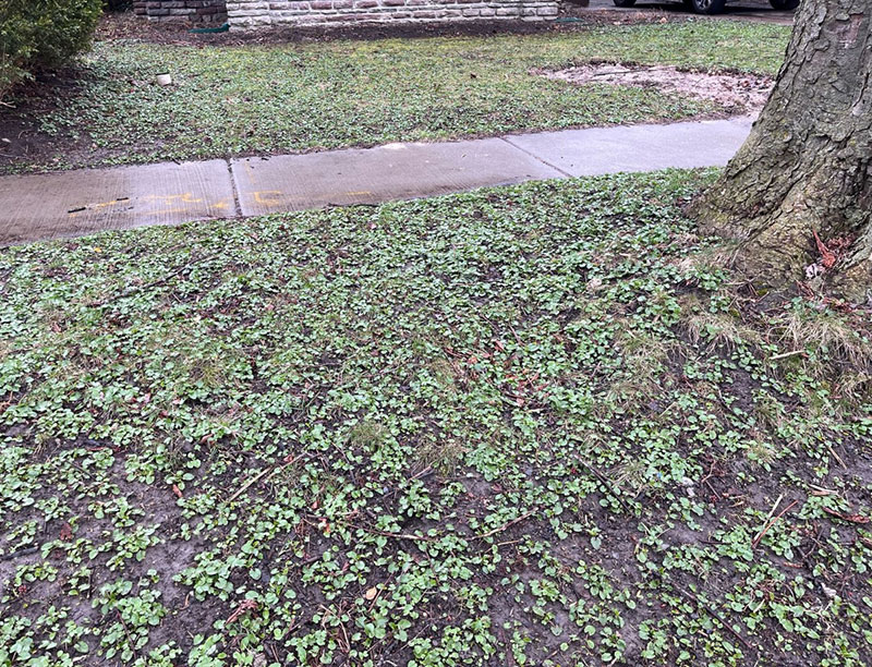 lesser celandine covering lawn in Buffalo New York 