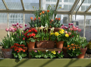 spring flowers in small pots at Buffalo and Erie County Botanical Gardens