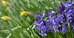 hyacinths and daffodils in Amherst New York