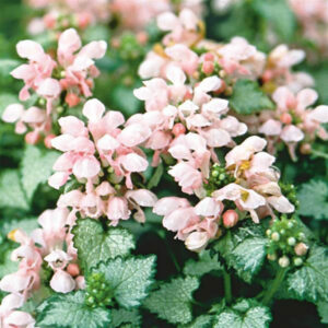 lamium 'Pink Pewter' courtesy Ball Horticultural Company