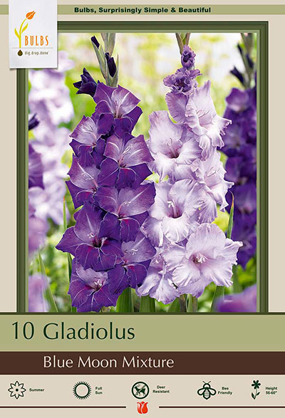 'Blue Moon' gladiolus mix