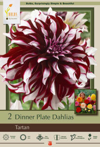 'Tartan' dinner plate dahlia