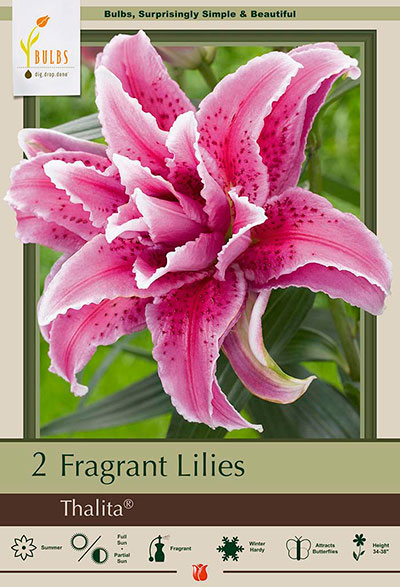 Thalita fragrant lily coutesy