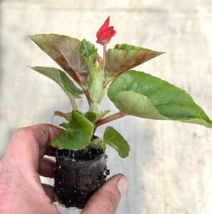 plant plug with red Dragon Wing begonia at Mike Weber Greenhouses