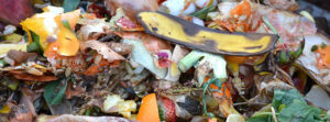 photo of food waste turning into compost