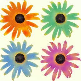 flower illustration by Connie Oswald Stofko