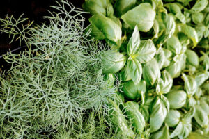 dill and basil herbs at Mischler's Florist and Greenhouses in Williamsville NY