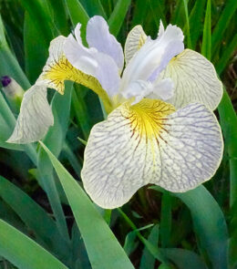 iris 'Ally Oops' in Western New York