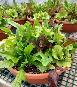 lettuce bowl at Mischler's Florist and Greenhouses