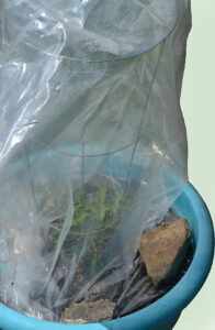 mini-greenhouse made with a tomato cage and clear plastic bag in Amherst NY