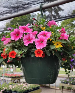 MixMaster Series hanging basket at Mischler's Florist and Greenhouses