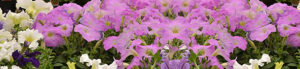 purple petunias by Stofko