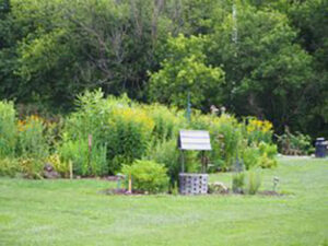 landscape with native plants in Town of Akron NY
