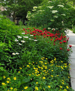 hellstrip with blooming native plants by Ellen Moomaw in East Aurora NY