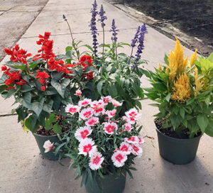 flowering annuals at Mischler's Florist and Greenhouses in Williamsville NY