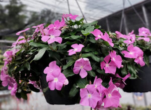 annual vinca in hanging basket at Mischler's Florist and Greenhouses in Williamsville NY