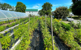 5 Loaves Farm in the City of Buffalo NY