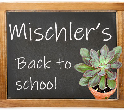 chalkboard and succulent for Mischler's back to school sale