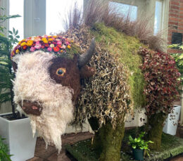 bison made of grass and moss and plants at Buffalo and Erie County Botanical Gardens