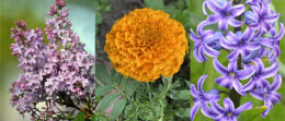 lilac, marigold and hyacinth in Amherst NY