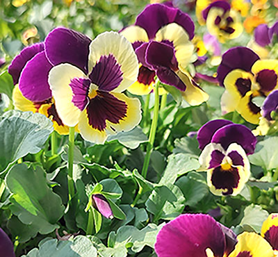 pansies at Mischler's Florist and Greenhouses in Williamsville NY