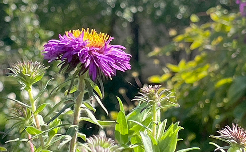 Aster in flower as well as buds