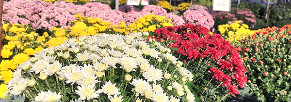 early and mid-season mums at Mischler's Florist and Greenhouses in Williamsville NY
