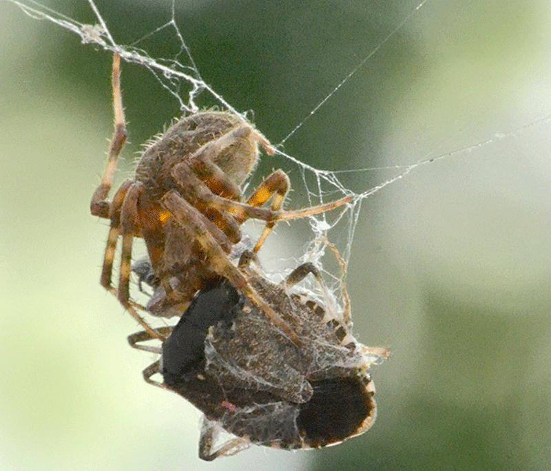 spider captured a brown marmorated stinkbug in Amherst NY