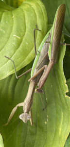 two Chinese mantises mating on hosta leaves