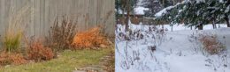 early winter gardens in Amherst NY and East Aurora NY on the same day
