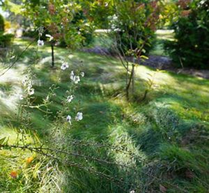 wildflower garden in Tom Homme landscape in Pendleton NY