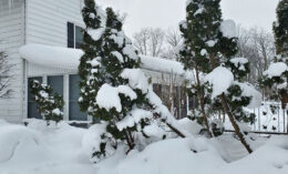 bent arborvitaes after snow storm in Hamburg NY