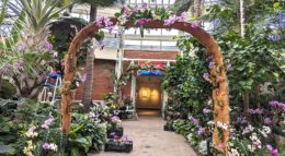orchid arches at Orchid Exhibit in Buffalo and Erie County Botanical Gardens