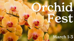 Orchids at Orchid Fest in Buffalo and Erie County Botanical Gardens