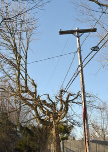oak tree under utility wires in Amherst NY