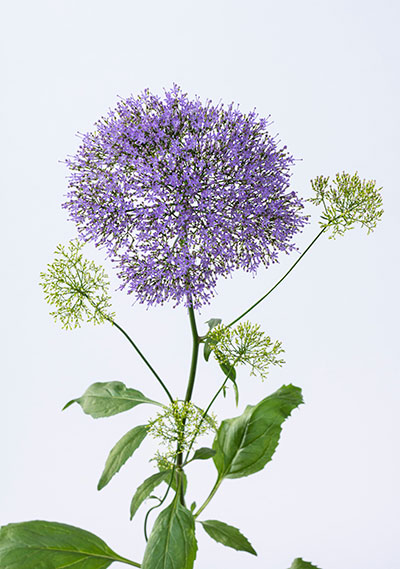 Plants for cut flowers & more at Mischler's 69-cent perennial sale ...
