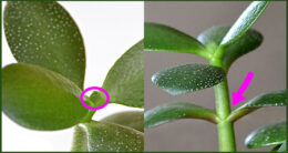 growth tip and leaf joint on a jade plant in Amherst NY