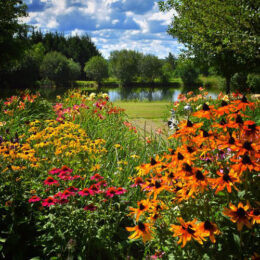 Open Garden in East Aurora NY