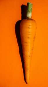 carrot