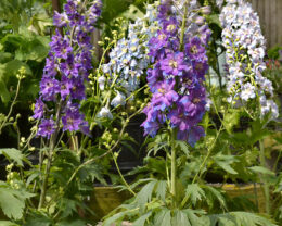 delphinium flowers at Mischler's Florist and Greenhouse