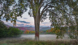 tree on poster for Arbor Day in New York State