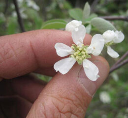 serviceberry flower from Bugwood