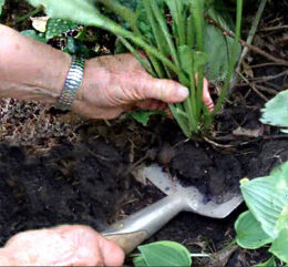 dividing plants in East Aurora NY
