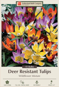 species tulips