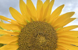 sunflower at Henry's Gardens in Eden NY